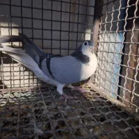 دمگیر نر واز بومی