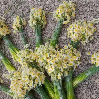 فروش عمده گل نرگس درجه یک غنچه دار