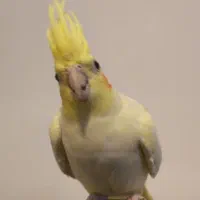 دوتا عروس هلندی ماده|پرنده|محلات, |دیوار