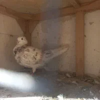 کفتر|پرنده|قم, باجک یک|دیوار