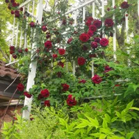 خدمات گل و گیاه در منزل ومحل کار