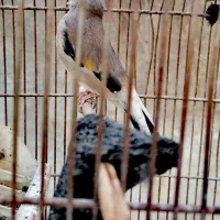 سره ماده|پرنده|تهران, اسکندری|دیوار