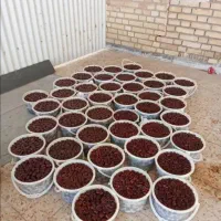 خرما|حراج|تهران, مولوی|دیوار