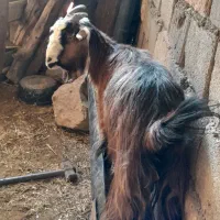 ۲ راس بز آبستن