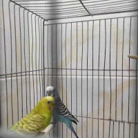 فروشی جفتی ۵۰۰|پرنده|شهرضا, |دیوار