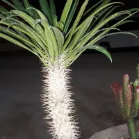 افوربیا در انواع مختلف و نخل ماداگاسکار|گل و گیاه طبیعی|کرمانشاه, |دیوار