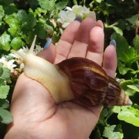 فروش حلزون آچاتینا برای حلزون تراپی