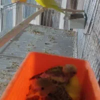 مرغ عشق 12عدد|پرنده|آبدانان, |دیوار