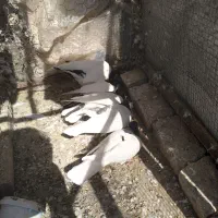 کبوتر چپ و راست و خال|پرنده|تربتحیدریه, اندیشه|دیوار