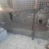 قفس مرغ و پرنده