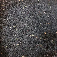 فروش عمده سیاهدانه ایرانی و روغن سیاهدانه