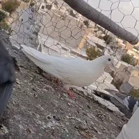 کبوتر