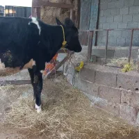 یک رای تلیسه هلاشتاین اصیل