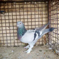 چهارتا بهبهونی دست اولی به شرط