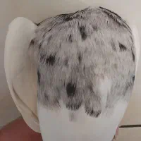 کبوتر پرنده