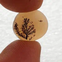 شجر تک درخت