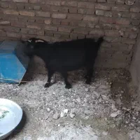 بز  نربز|حیوانات مزرعه|سراوان, |دیوار