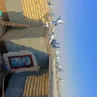 کبوتر|پرنده|سیدآباد, |دیوار