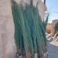 نهال سرو ناز شیراز