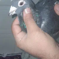 کبوتروو|حیوانات|زاهدان, |دیوار