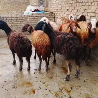 8 عدد شیشک  میش گوسفندبره