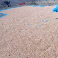 ذرت دانهای|عمدهفروشی|صحنه, |دیوار