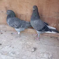 کفتر پرشی ماده|پرنده|قم, چهل درخت‎|دیوار