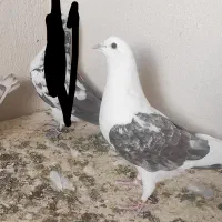 کبوتر|پرنده|بزینه رود, |دیوار