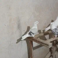 کاغذی انتیک