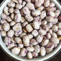 لوبیا چیتی