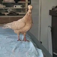 تلسکوپی سرخ سبز