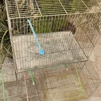 طوطی برزیلی.قفس تاشو بازاری جوجه پران لانه پرنده|پرنده|شاهرود, |دیوار