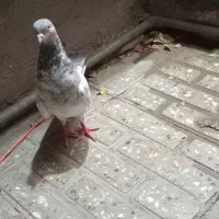 کبوتر تهرانی|پرنده|خرم‌آباد, |دیوار