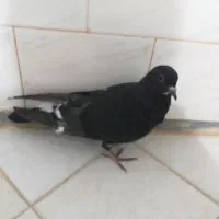 کفتر جوجه است|پرنده|نهاوند, |دیوار