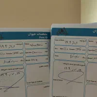 واگذاری دو قلاده سگ شناسنامه دار|سگ|مشهد, ویلاشهر|دیوار