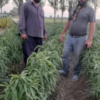 فروش نهال شلیل وبادام درختی وزرد آلو|خدمات باغبانی و درختکاری|پارسآباد, |دیوار