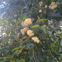 زمین-با-جواز-گلخانه-و-اب-برق-گاز