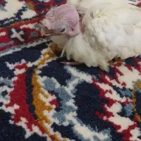 عروس هلندی|پرنده|قائن, |دیوار