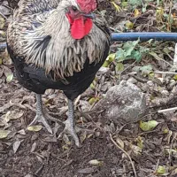 خروس اصیل و زیبا و آواز خوان|حیوانات مزرعه|ایزدشهر, |دیوار