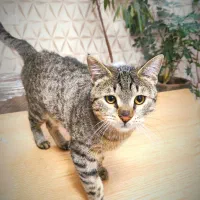 واگذاری رایگان گربه نژاد DSH|گربه|شیراز, میرزاکوچک خان|دیوار