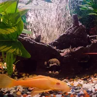 آکواریوم فروشی