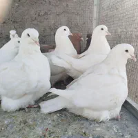مونداین استسنایی|پرنده|اصفهان, ارغوانیه|دیوار