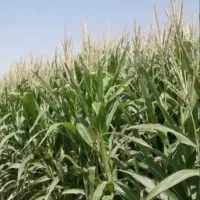 ذرت علوفه ای بسته بندی