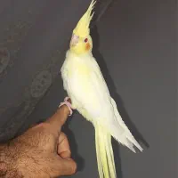 عروس هلندی|پرنده|اسکو, |دیوار