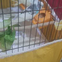 مرغ عشق نر ماده