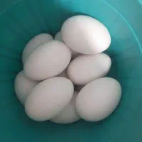 تخم نطفه دار قوقاز دورگ