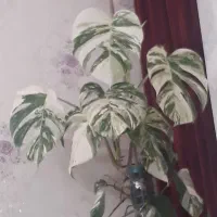 گلهای اپارتمانی