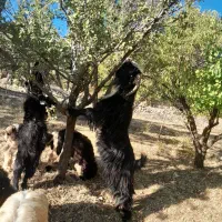 تیشتر نر تخمی