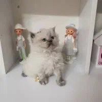 گربه عروسکی نژاد دار