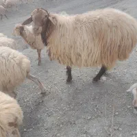قوچ همو ۴ ساله